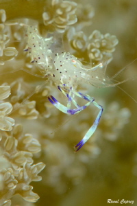 Tiny shrimp in soft coral by Raoul Caprez 